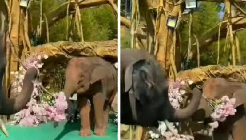 elephant proposing with flowers viral video