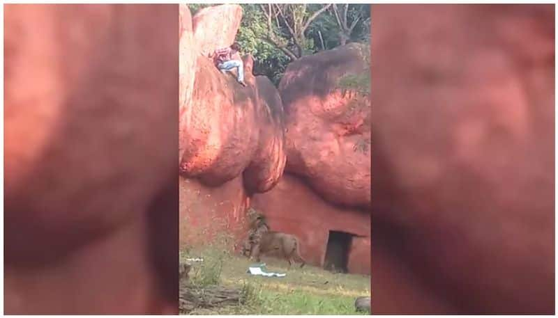 Man rescued from lion enclosure at Hyderabad zoo