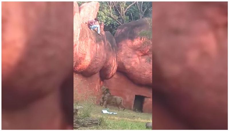 Man rescued from lion enclosure at Hyderabad zoo