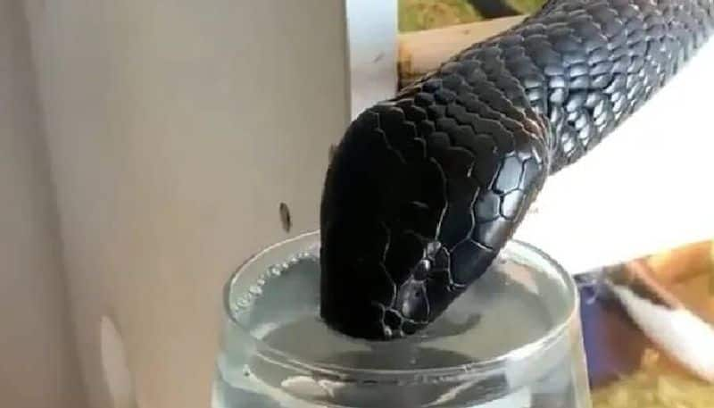 cobra drinking water from glass video