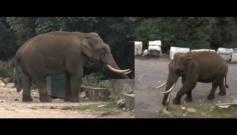 Wild elephant Padayappa stole vegetables  in munnar