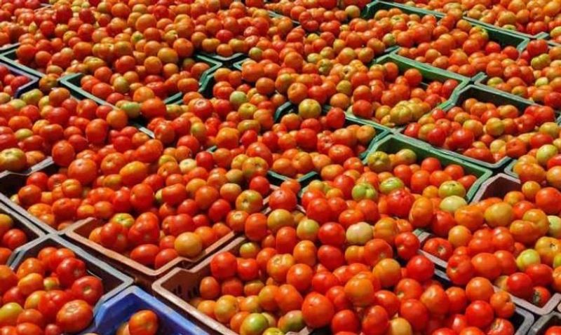 Rs 150   per  kg  Tomato prices skyrocket in Chennai snr