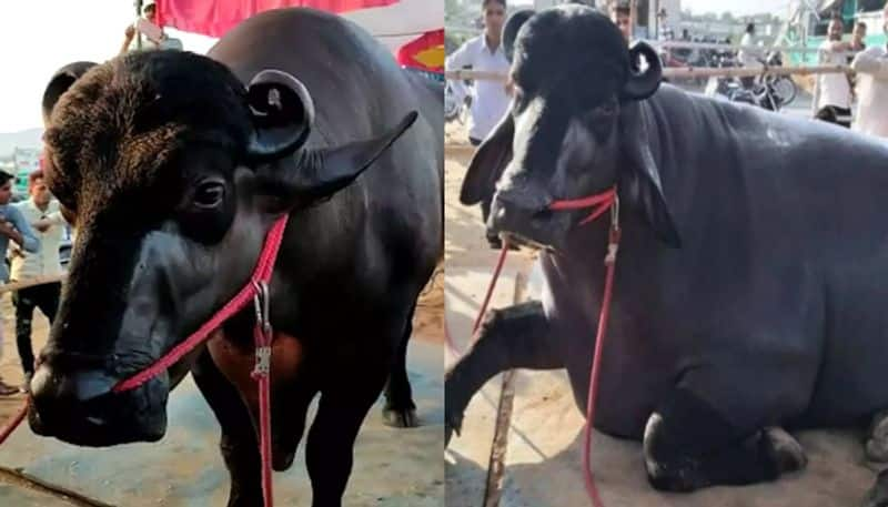 Buffalo worth 24 crore semen in high demand