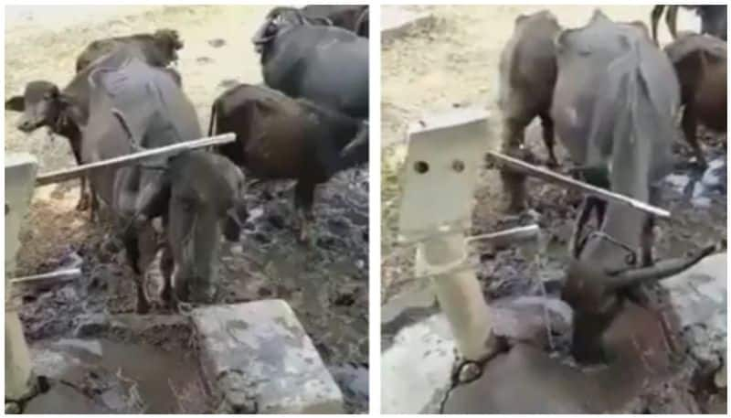 Thirsty Buffalo Uses Horn to Drink Water From Hand Pump