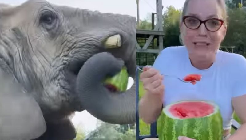 Viral Video of Elephant Stealing Watermelon from Woman