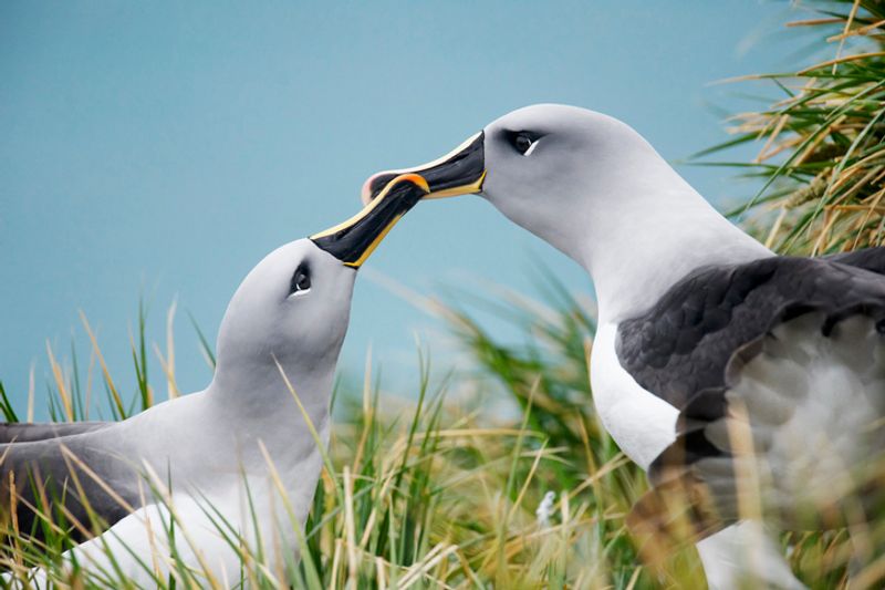 climate change causes divorce among albatrosses says new research in London mnj