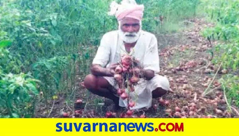 Onion Crop Damage Due to Rain at Ron in Gadag grg