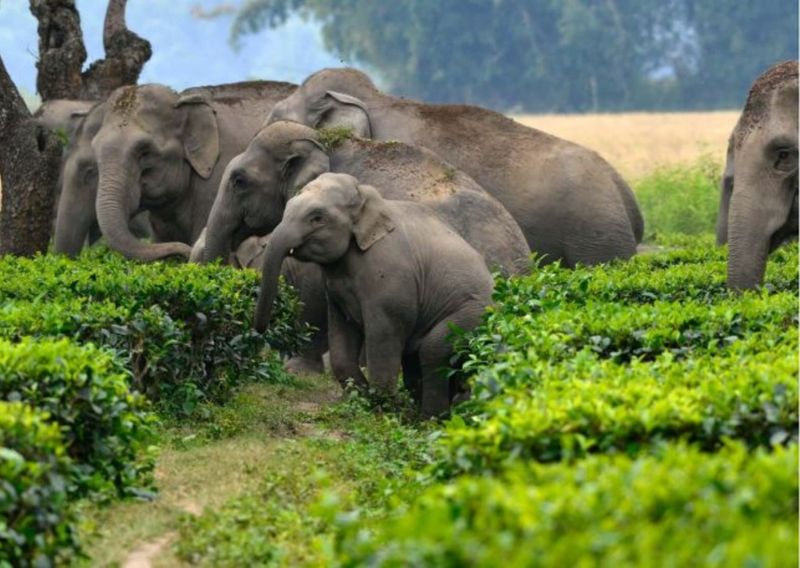 Dubare 8  Elephants Shifted To Bandipura snr