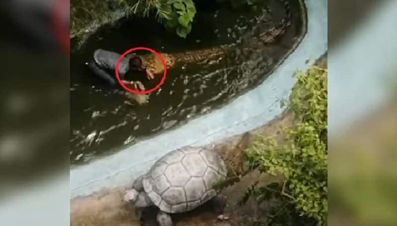 crocodile attacks old man in a park