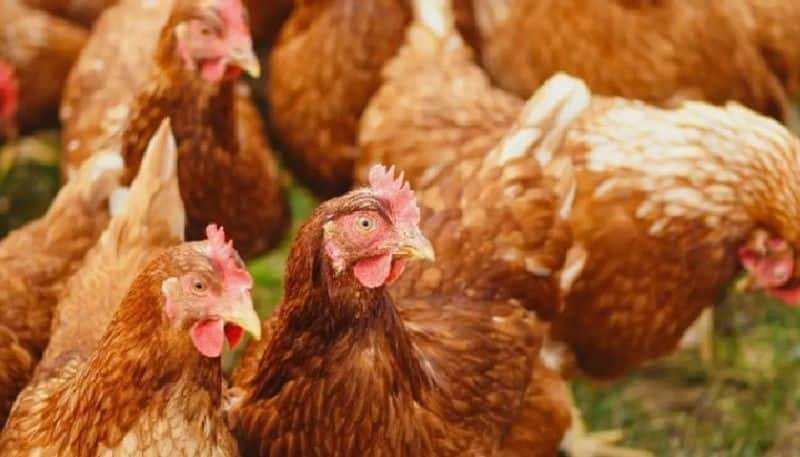 farmer complaints that noise from wedding dj party caused his 63 chickens die