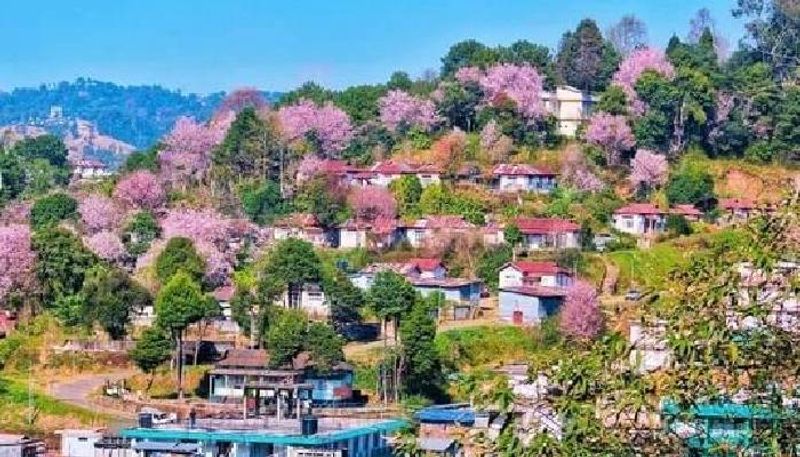 Cherry Blossom Festival Shillong