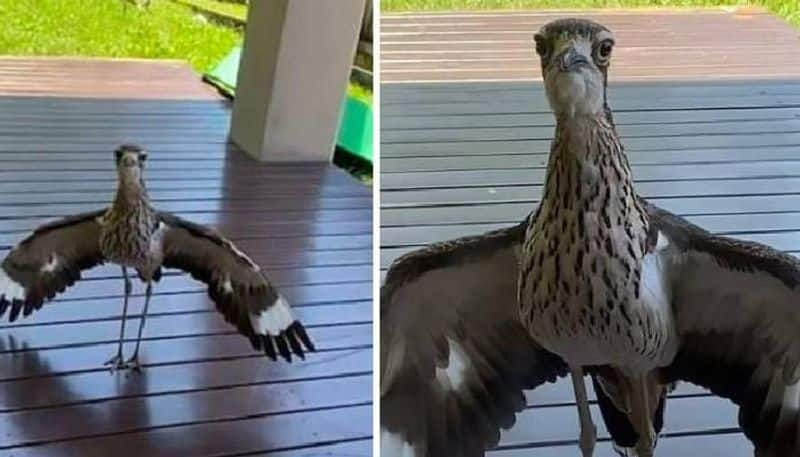 a bird refuses to allow this man to leave his home