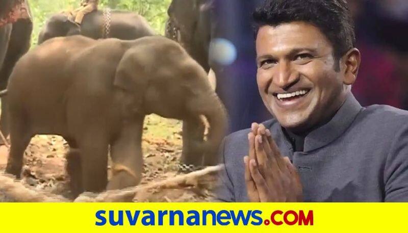 Sakrebailu elephant Puneeth Rajkumar becomes center of the attraction vcs