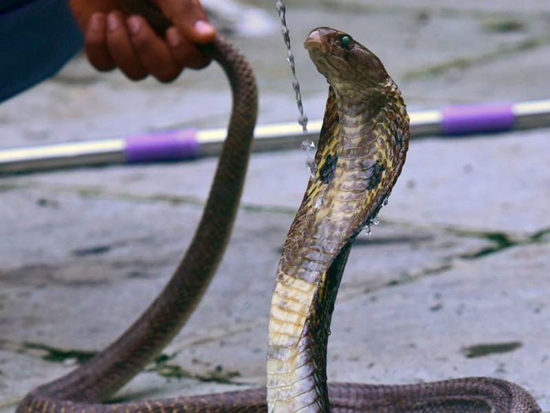 Case Registered Against Officers who killed Snake in Shivamogga snr