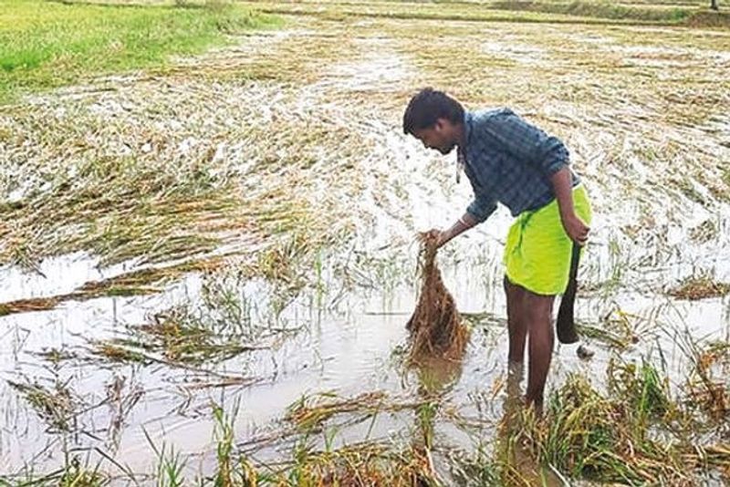 Unseasonal Rain Damage  Paddy Crop InTelangana