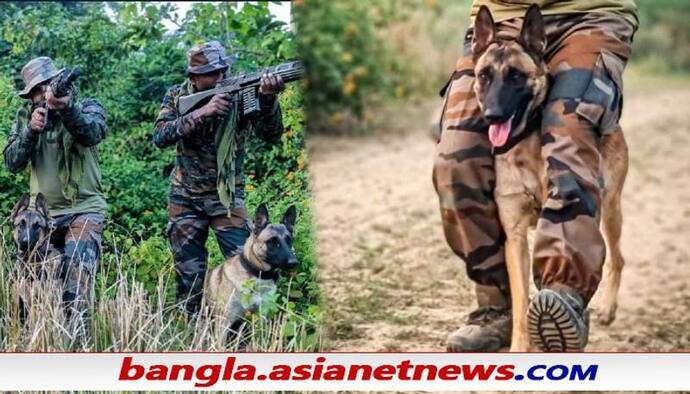 Army Dogs: ভারতীয় সেনায় বেলজিয়ান মেলিনোইস, এই প্রজাতির কুকুর কামড়ের জন্য বিখ্য়াত