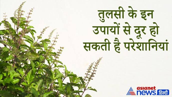 शुद्ध जल में तुलसी के पत्ते डालकर करें ये आसान उपाय, दूर हो सकती हैं आपकी परेशानियां