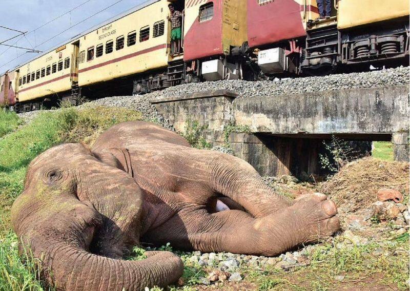 Southern Railway reports on the death of elephants in a train collision in Coimbatore