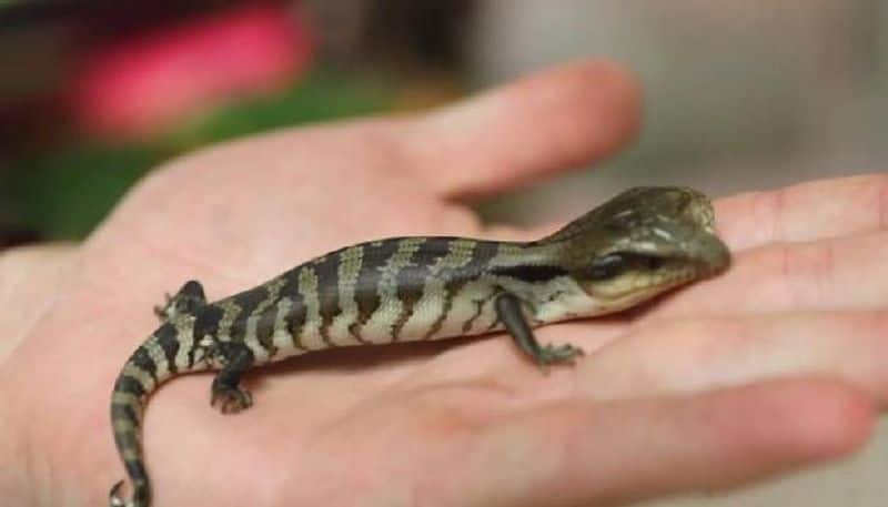 two headed blue tongue lizard found