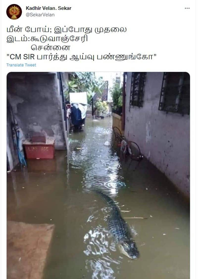 Chennai Rain: Crocodile photo goes viral again