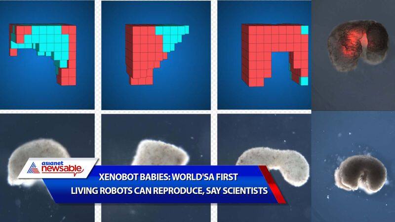 Xenobot babies World's first living robots can reproduce say scientists