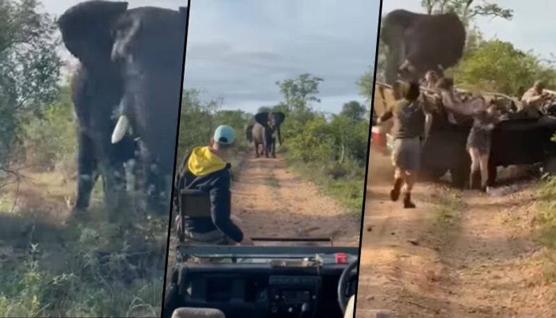 Bull elephant charges safari truck in South Africa; terrifying video goes viral - gps