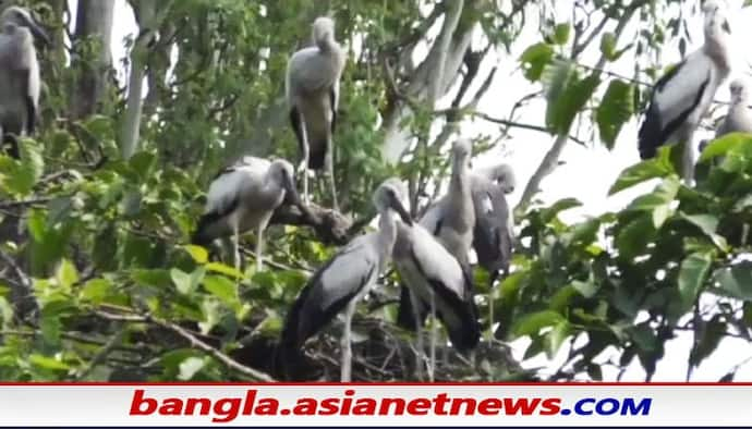 Malda: অচেনা অতিথির কলরবেই গুঞ্জরিত আদিনা জঙ্গল, মালদহের পরিযায়ী পাখিই এখন আকর্ষণের কেন্দ্রবিন্দু