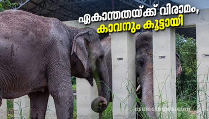 Kaavan is no longer the loneliness elephant in the world