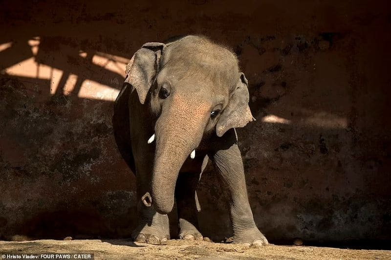 how  proposed changes to Wildlife Protection Act affect elephant trade