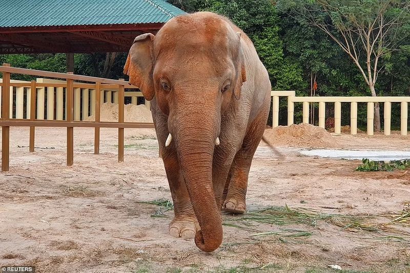 People Trying To kidnap Tumakuru Mutt elephant snr