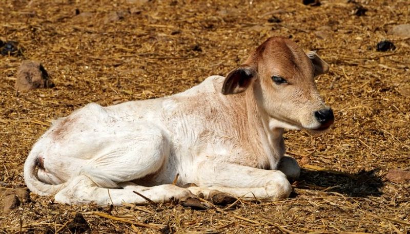 2 more cows die at Vizag Ashram