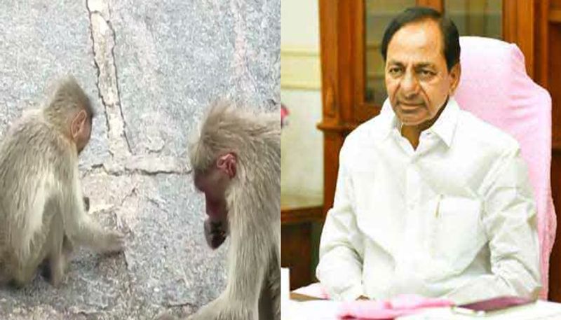 KCR Orders Officials to solve monkey and Wild boars problem in Telangana