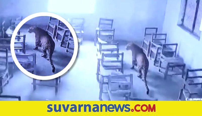 Leopard Strays Into School Attacks Student in Aligarh akb