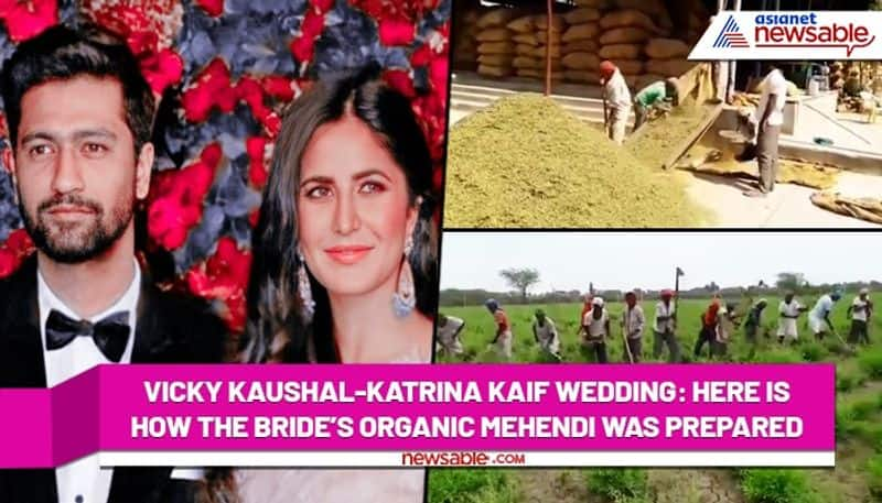 Vicky Kaushal Katrina Kaif wedding here is how the bride's organic mehendi was prepared drb