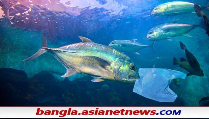 Plastic Pollution: বীর্য থেকে তৈরি হল পরিবেশ বান্ধব প্লাস্টিক, তাক লাগিয়ে দিল চিন