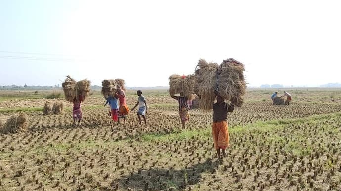 Cyclone Jawad: জাওয়াদ-আতঙ্ক, তড়িঘড়ি ফসল তুলতে সপরিবারে মাঠে কৃষকরা