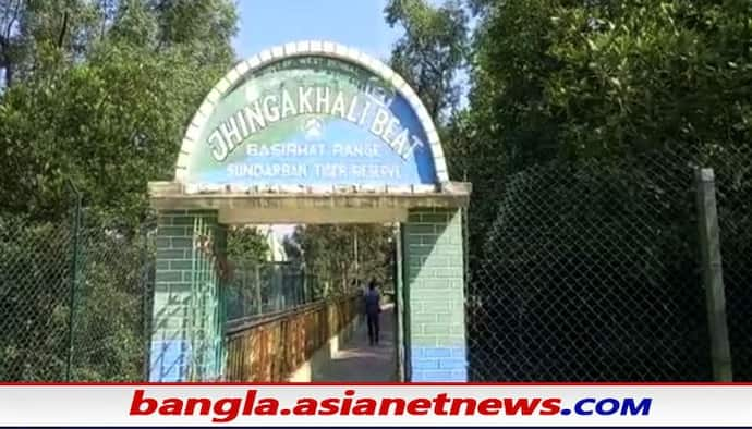 Sundarban Tiger: সুন্দরবনের জঙ্গলে মিষ্টি জলের অভাব, বাঘের তেষ্টা মেটাতে বড় উদ্যোগ বন দপ্তরের