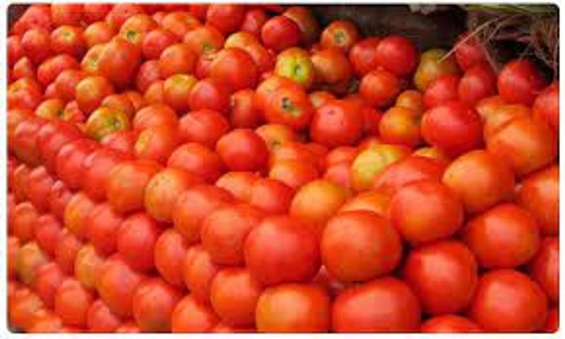 Dr KV Rajendra Creates Awareness About Tomato Crops  snr