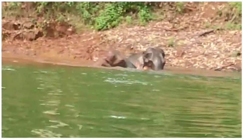 elephants bathing Mattupetty enjoyable sights for travelers