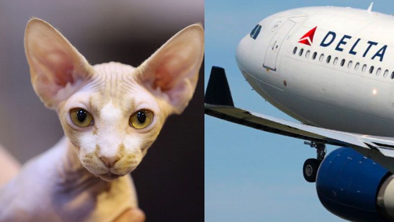 woman caught breastfeeding cat on plane gow