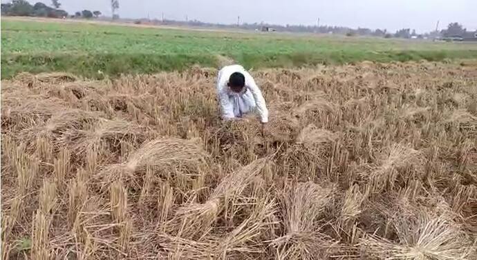 Cyclone Jawad: জাওয়াদের প্রভাবে কৃষিক্ষেত্রে ক্ষতির সম্ভাবনা, ফসল ঘরে তুলতে তৎপর কৃষকরা