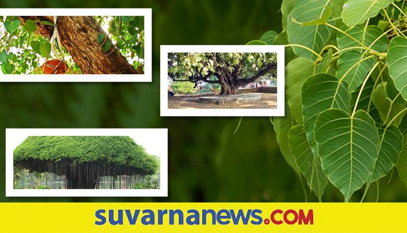 Health benefits of the peepal tree skr