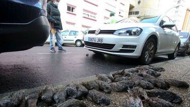 Spain Hundreds Of Birds Rain Down On Ferrol Streets Authorities Probe Mystery Death pod