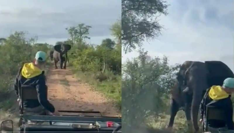 Angry elephant attacks safari tourists in viral video