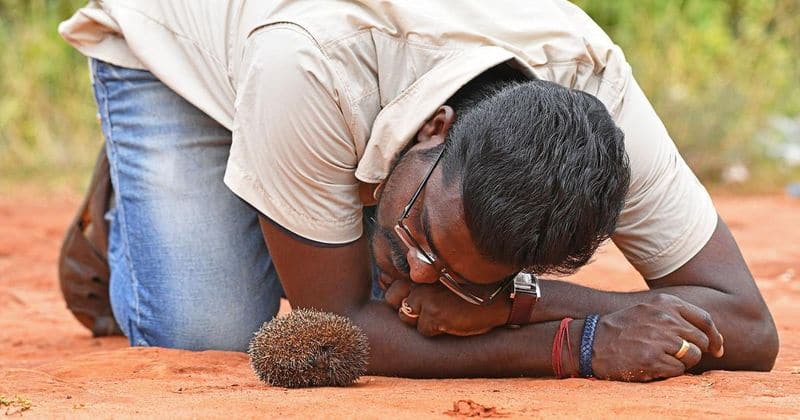 hedgehogs facing extinction in TN, wind mills cited reason