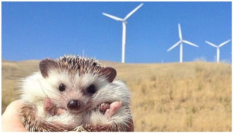 hedgehogs facing extinction in TN, wind mills cited reason