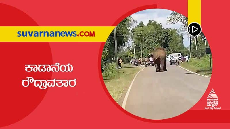 Mysuru Elephant Motorists Face off at Nagarahole Tusker Turns Violent hls