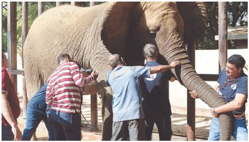 karachi zoo finally realizes after 12 years it was a female elephant not male that they were raising