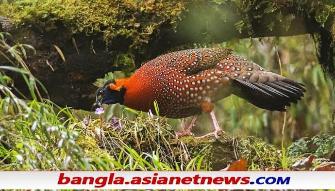 Rare Bird Sighting: প্রায় ২০০ বছর পর ফের দার্জিলিং-এ দেখা গেল বিরল সেটর ট্রাগোপান পাখি