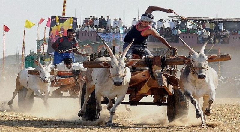 minister ragupathi started a rekla race in pudukkottai